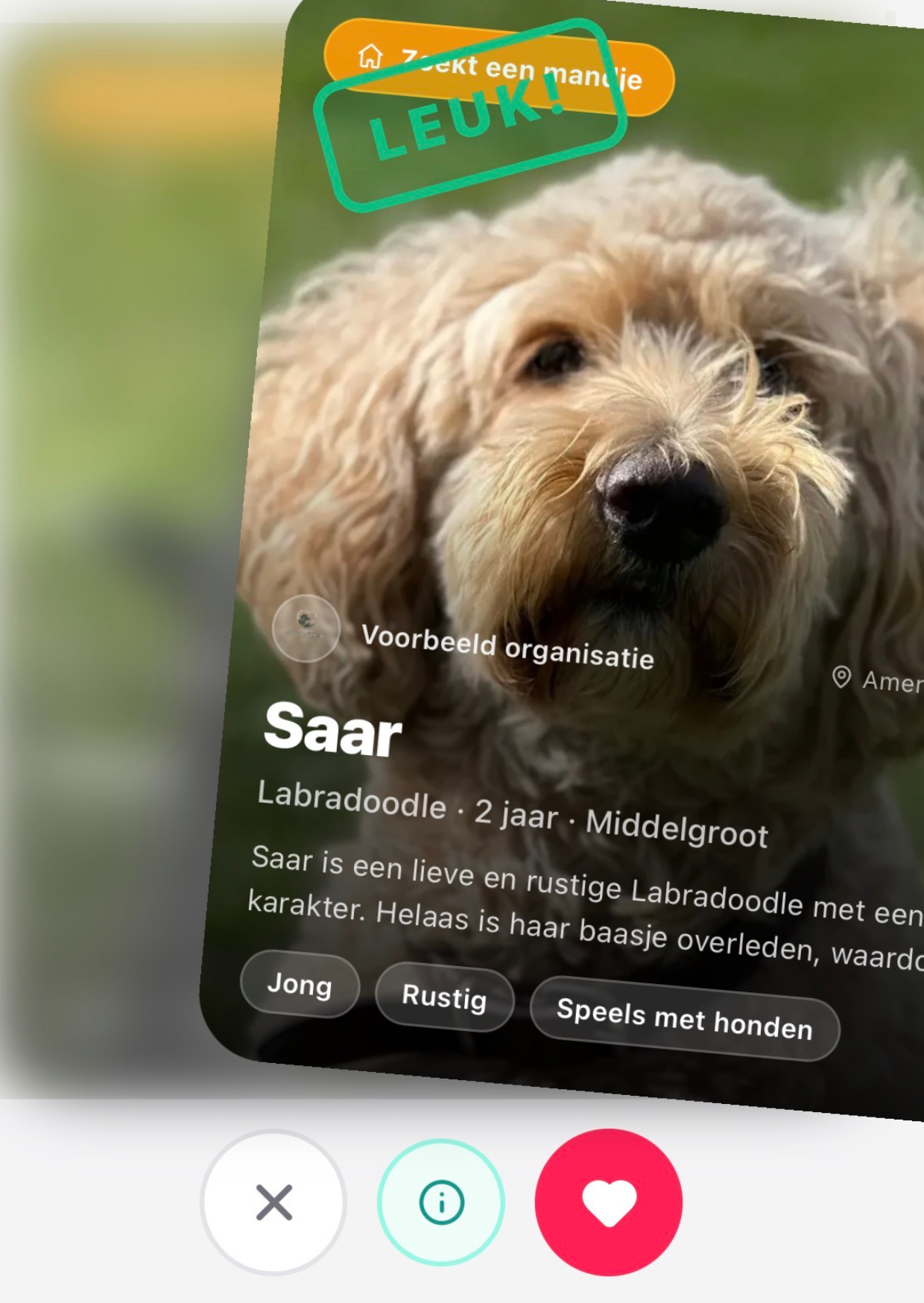 Een swipe-kaart in het Kwispeldate-platform met een adoptiehond